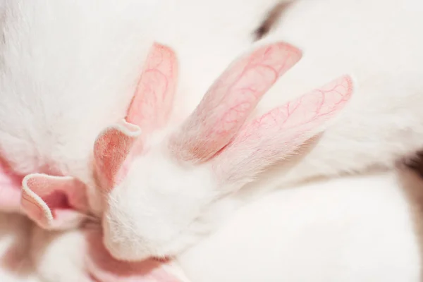 Yavru tavşan çiftlikte