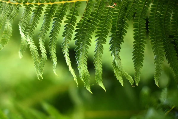 Fern yapraklar