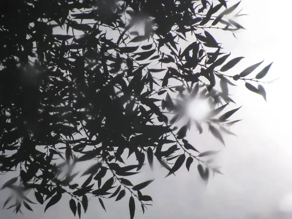 Sudaki dalların yansıması