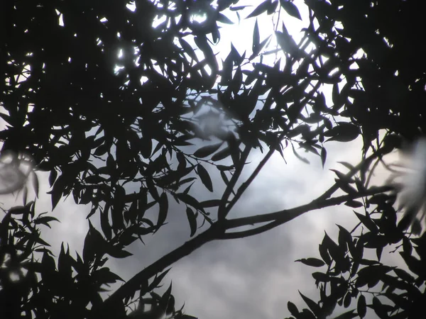 Sudaki dalların yansıması