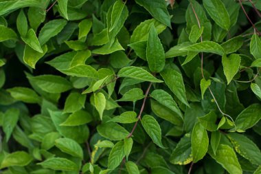 Parlak yeşil yaprakların arka planı