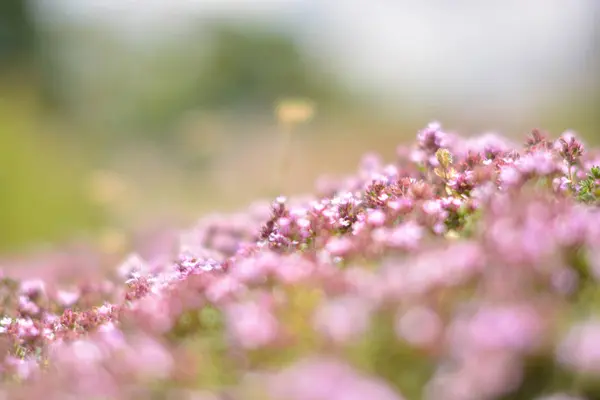 Çayırda büyüyen çiçek