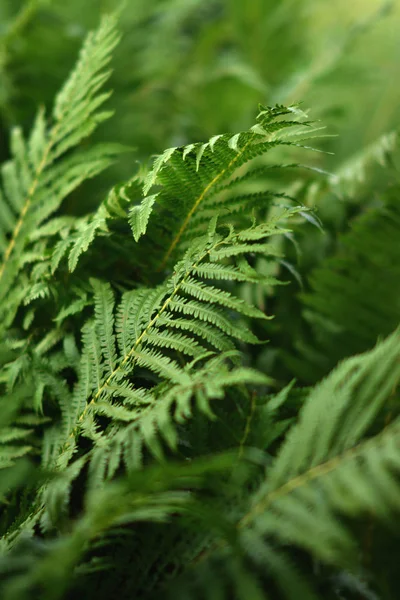Fern ormandaki, yapraklar