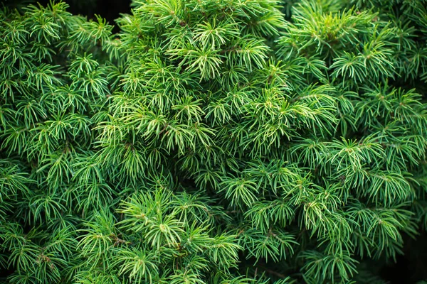 Parlak yeşil yaprakların arka planı