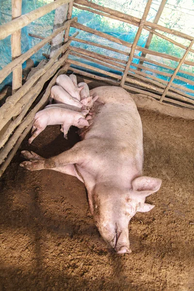 Сім'я свиней, поросята на фермі — стокове фото