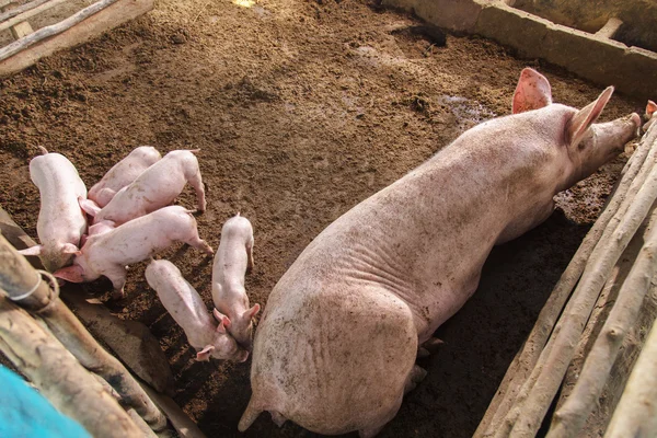 Pig family, piglets on a farm