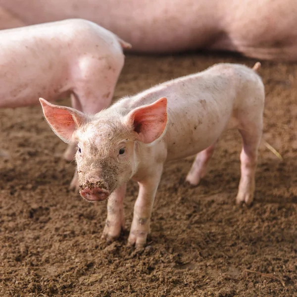 猪在农场家庭，仔猪 — 图库照片