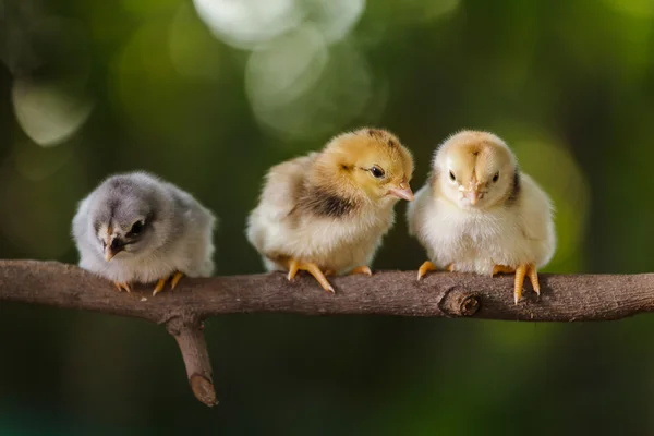 Cute chicks on nature background — Stock Photo, Image