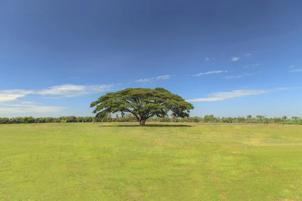 Grote boom op groen veld — Stockfoto