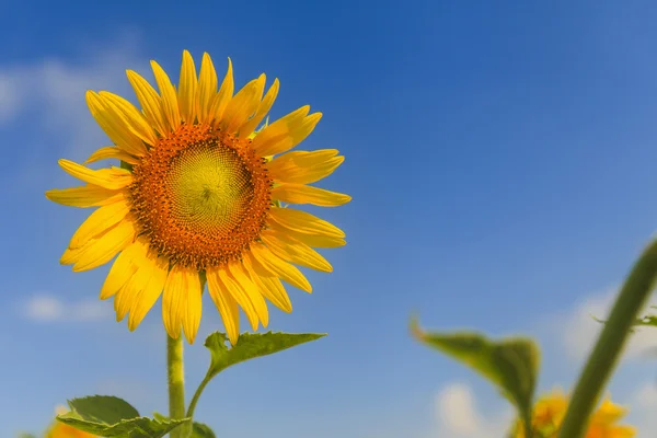 Tournesol sur ciel bleu — Photo