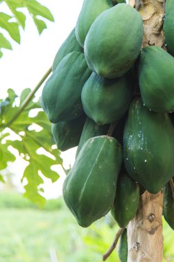 Meyveli Papaya ağacı