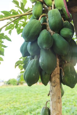 Meyveli Papaya ağacı