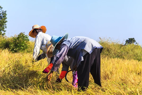 Asian farmer working in the rice field — Stock Photo, Image