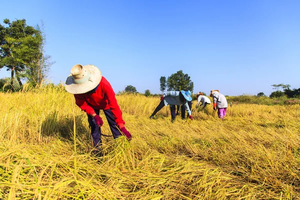 Agricultor asiático trabajando en el campo de arroz — Foto de Stock