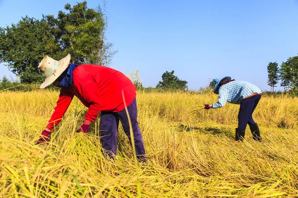Agricultor asiático trabajando en el campo de arroz — Foto de Stock