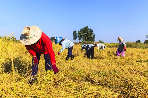 Agricultor asiático trabajando en el campo de arroz — Foto de Stock