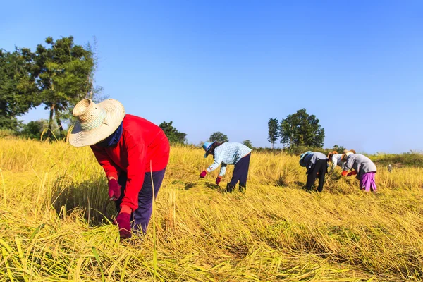 Asian farmer working in the rice field — Stock Photo, Image