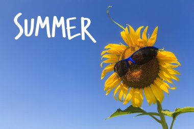 Mavi gökyüzünde ayçiçeği