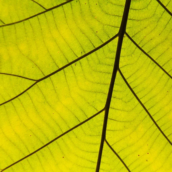 Textura de hoja verde — Foto de Stock