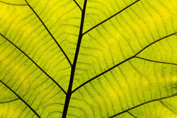 Tekstur daun hijau — Stok Foto
