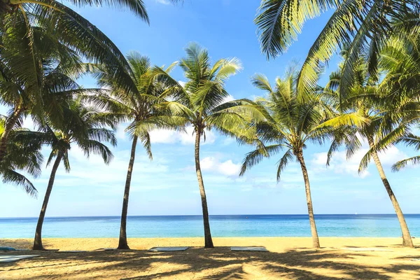 Tropical coconut trees — Stock Photo, Image