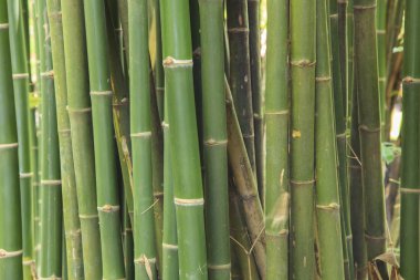 Bambu arka plan, bambu yeşil yaprak