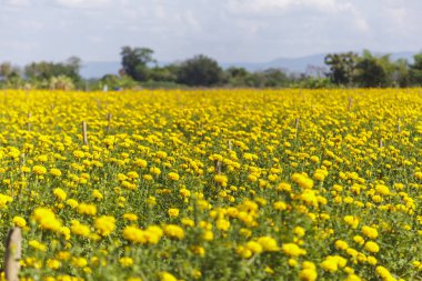 Mavi gökyüzü sahada güzel kadife çiçeği