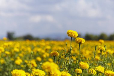 Mavi gökyüzü sahada güzel kadife çiçeği