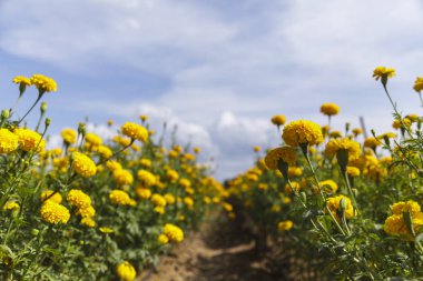 Mavi gökyüzü sahada güzel kadife çiçeği