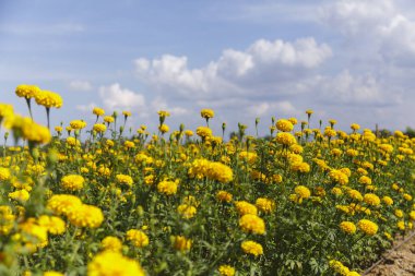 Mavi gökyüzü sahada güzel kadife çiçeği