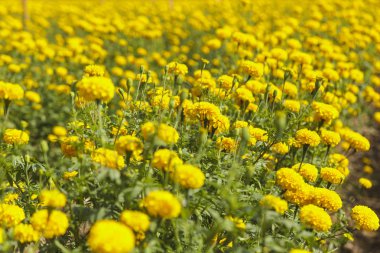 Mavi gökyüzü sahada güzel kadife çiçeği