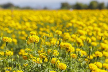 Mavi gökyüzü sahada güzel kadife çiçeği