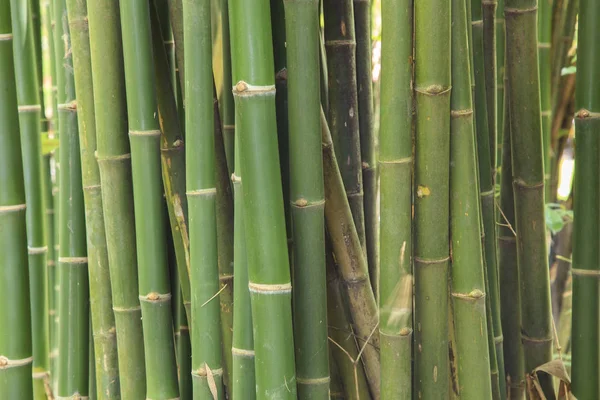 Fond de bambou, Feuille de bambou vert — Photo