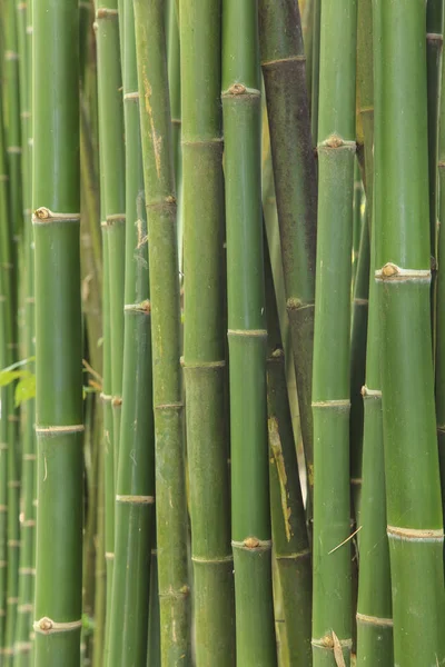 Bambus Hintergrund, Bambus grünes Blatt — Stockfoto