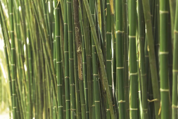 Bambus Hintergrund, Bambus grünes Blatt — Stockfoto