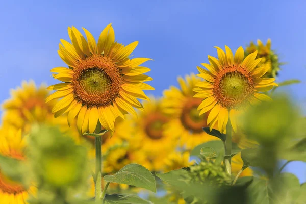 Beau champ de tournesol sur ciel bleu — Photo