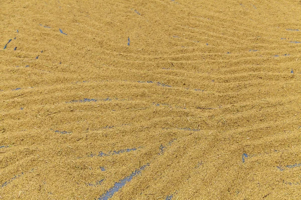 水田の背景、農家の米を乾燥 — ストック写真