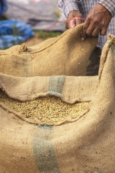 Granjero y arroz con cáscara en un saco de arpillera — Foto de Stock