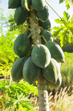 Yeşil papaya ağaç meyve grup ile