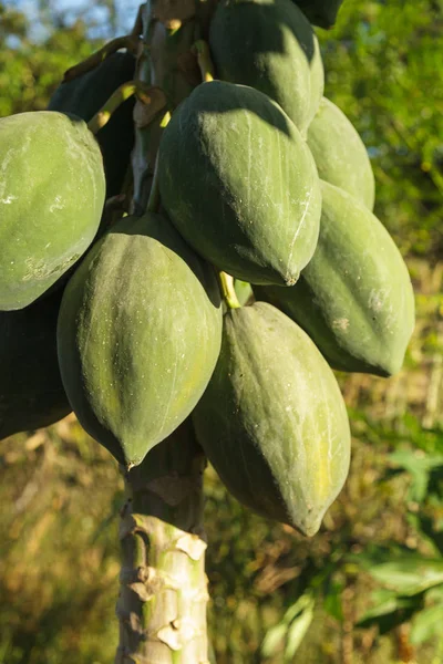 Grön papaya träd med massa frukter — Stockfoto