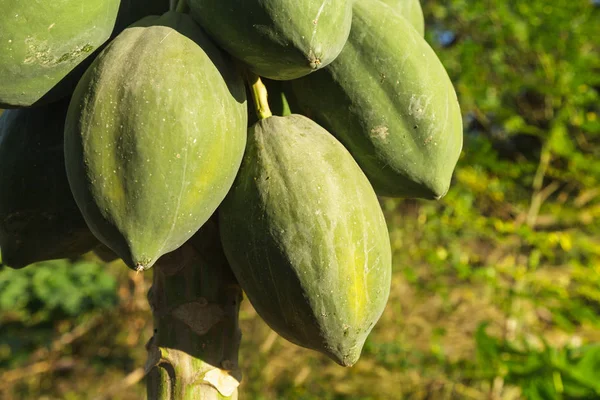 Grön papaya träd med massa frukter — Stockfoto