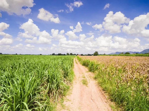 Aerial Views of Fields and Agricultural Parcel, Sugarcane planta — Stock Photo, Image