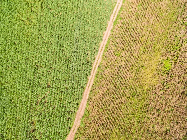 Top uitzicht, Luchtfoto uitzicht op velden en perceel landbouwgrond, suiker — Stockfoto