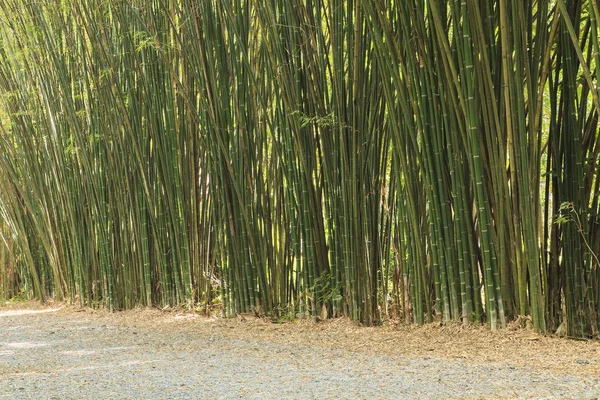 Feuille de bambou vert, fond de bambou — Photo