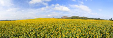 Ayçiçeği alan mavi gökyüzü, Nat altında harika panoramik manzarasını