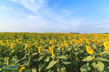 Harika manzarasını ayçiçeği alan mavi gökyüzü altında Nature yaz