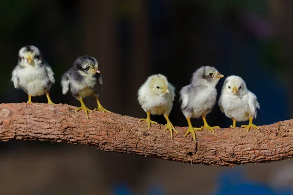 Poussins mignons sur fond de nature — Photo