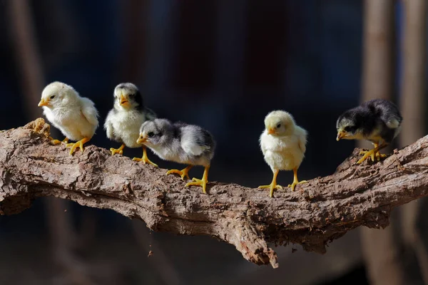 Poussins mignons sur fond de nature — Photo