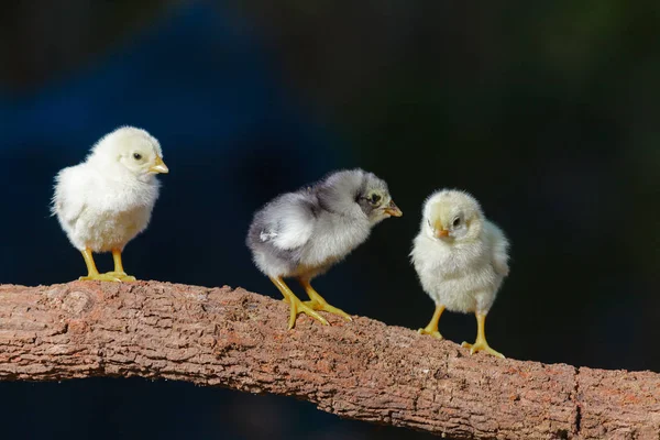 Poussins mignons sur fond de nature — Photo