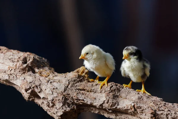 Schattig kuikens op aard achtergrond — Stockfoto